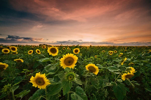 Олія соняшникова захід сонця — стокове фото