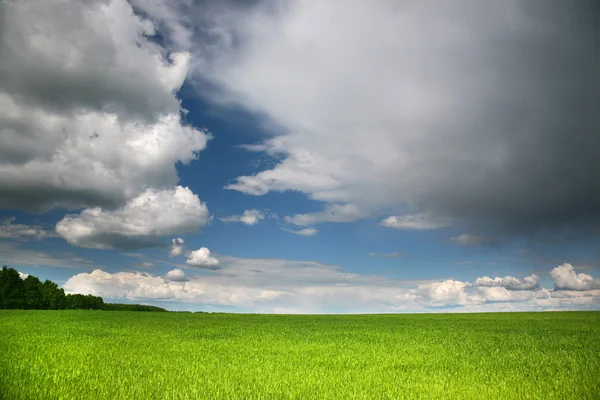 stock image Green Field