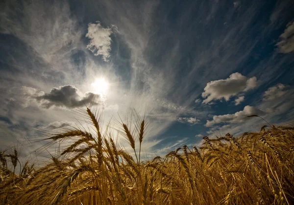 Stock image Wheat field