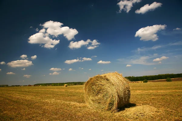 Stock image Agriculture landscape