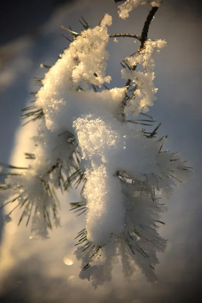 Gelo su pino — Foto Stock