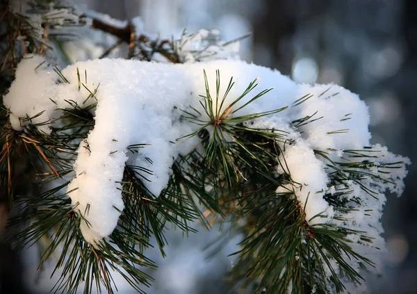 Vorst en sneeuw op pine — Stockfoto