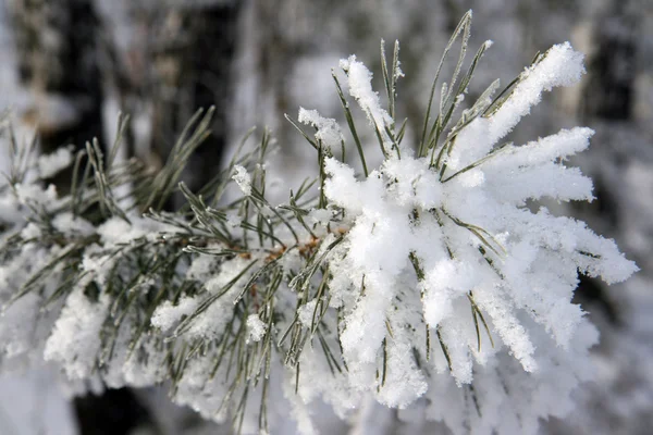 Gelo em pinheiro — Fotografia de Stock