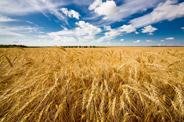 成熟的小麦对蓝蓝的天空 免版税图库图片