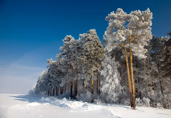 Pine Forest — Stock Photo, Image