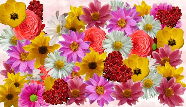 Flowery layout — Stock Photo, Image