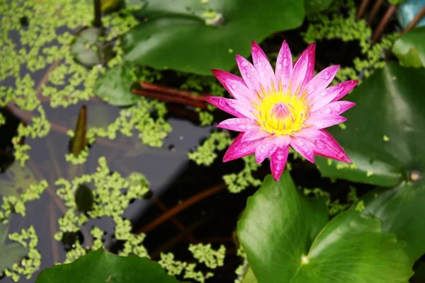Lotusblad med dagg, blossom lotusblomma; fokusera på blomma — Stockfoto