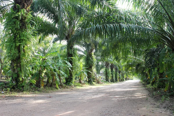 stock image Shady street with many trees