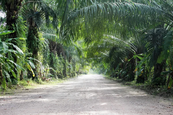 stock image Shady street with many trees