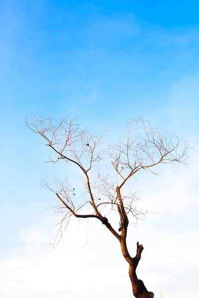 stock image Empty leaf tree