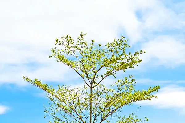 Albero singolo — Foto Stock