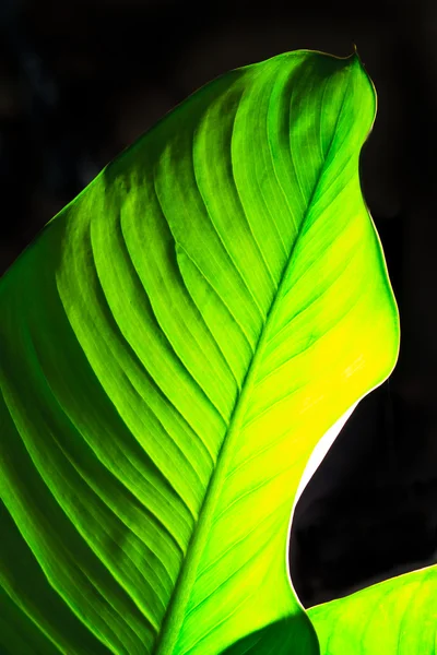 stock image Single big green leaf