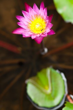 Kırmızı lotus