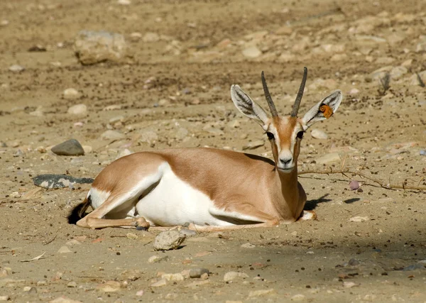 Gazelle arabskim/Dorka — Zdjęcie stockowe