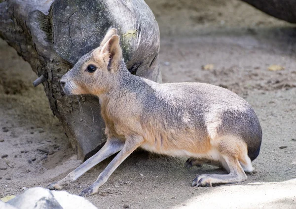 Patagonian Hare/Mara — Stock Photo, Image