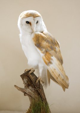 Barn Owl clipart