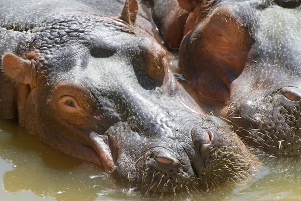 stock image Hippos in the river