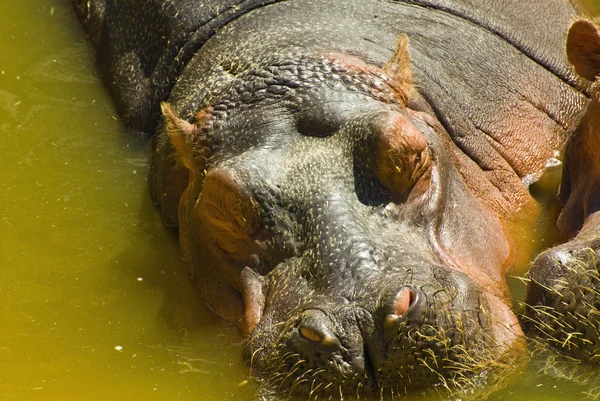 Hipopótamo dormido en el río —  Fotos de Stock