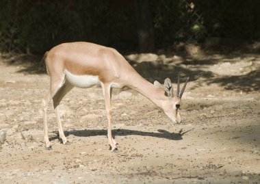 Dorca's Gazelle clipart
