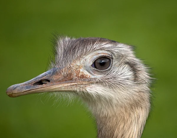 stock image Rhea Americanus