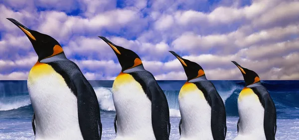 Чотири пінгвіни Імператора на фоні морської хвилі — стокове фото