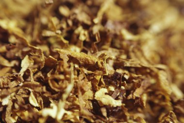Loose cuts of dried tobacco form golden background texture .Shallow DOF. clipart