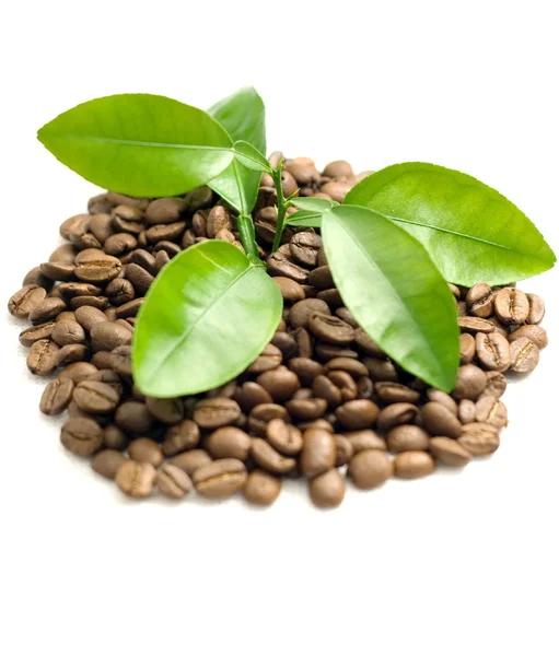 Korrels Van Koffie Koffie Blad — Stockfoto