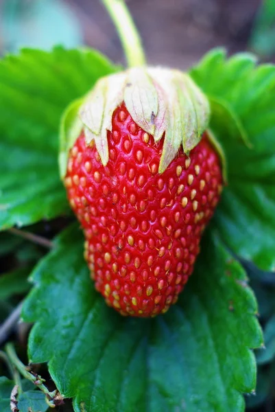 Φράουλα Πράσινο Φύλλο Μούρο Φρέσκο — Φωτογραφία Αρχείου