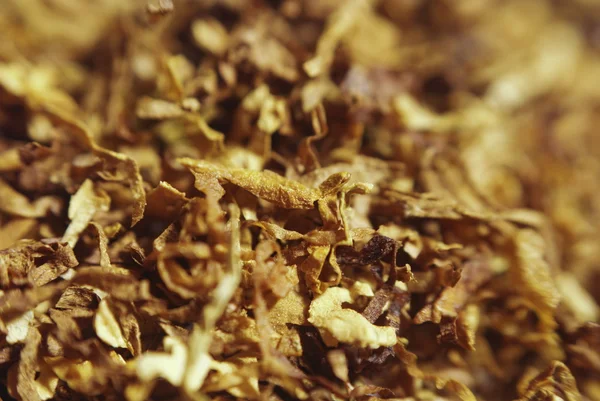 Loose Cuts Dried Tobacco Form Golden Background Texture Shallow Dof — стоковое фото