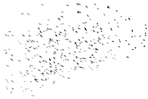 鳥が飛んで — ストック写真