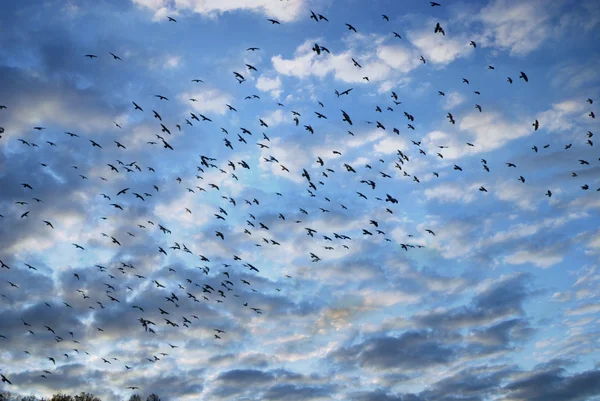 stock image Covey of birds on a background sky