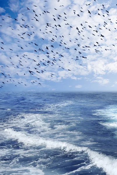 Cobertura de pássaros em um céu de fundo e mar — Fotografia de Stock