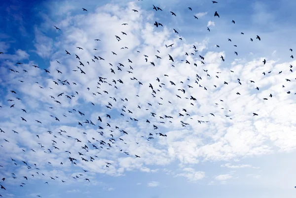 stock image Covey of birds on a background sky