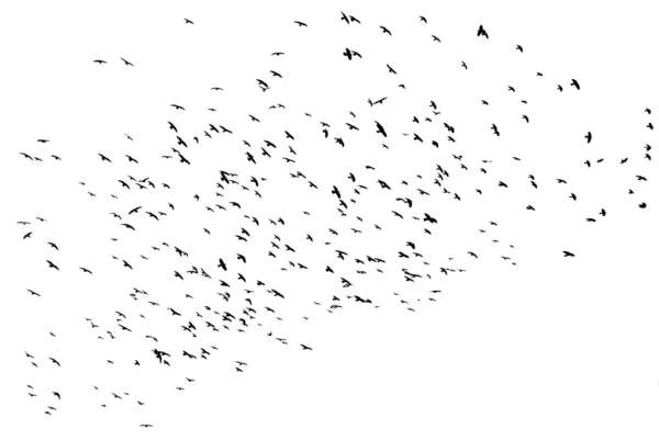 Vogels vliegen — Stockfoto