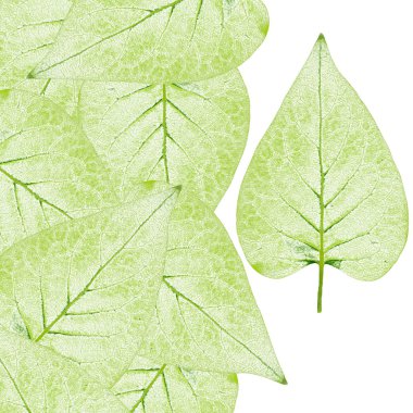 Green Leaf clipart