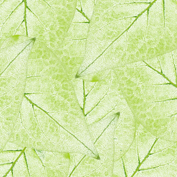 Folhas Verdes Frescas Fronteira Fundo — Fotografia de Stock