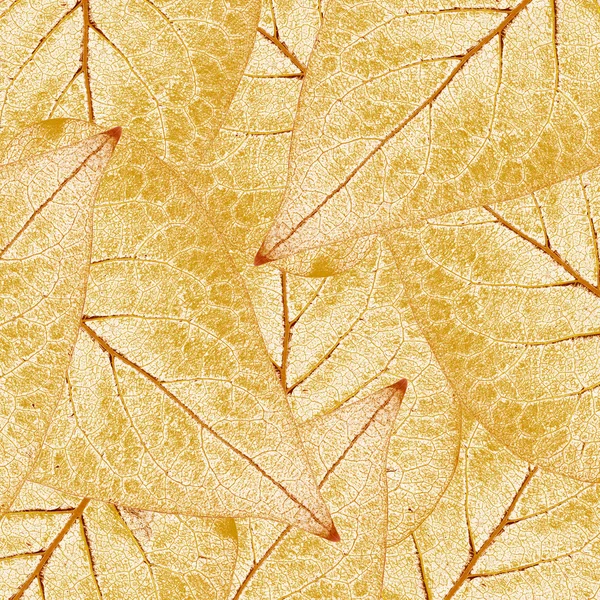 Liść złoty — Zdjęcie stockowe