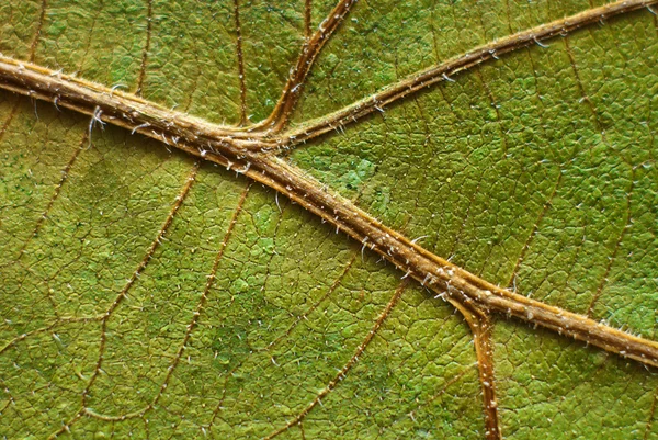 Closeup Της Ένα Πράσινο Φύλλο Φουντουκιά — Φωτογραφία Αρχείου