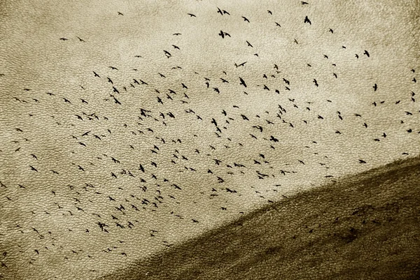 Texturee の鳥の一群 — ストック写真