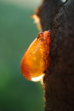 Amber resin on a tree clipart