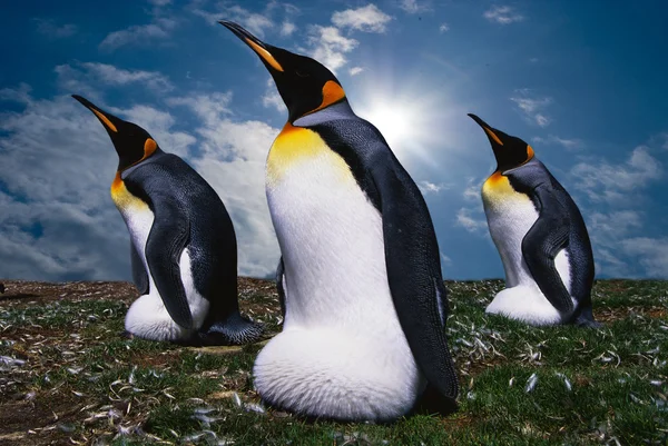 Kaisers vier Pinguine auf Meereswellen-Hintergrund — Stockfoto