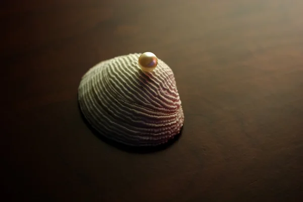 Стилизованная скорлупа с жемчугом. Концепция - богатство, подарок . — стоковое фото