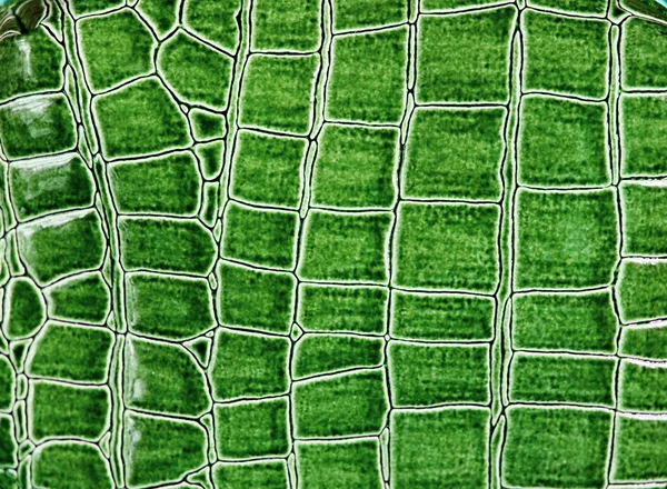 Πράσινο κροκόδειλος δέρμα του close-up — Φωτογραφία Αρχείου