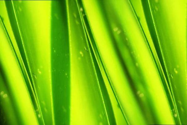 Zielony liść z kroplami wody. — Zdjęcie stockowe