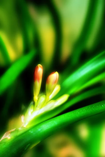Çiçek tomurcukları Oda bitkiler — Stok fotoğraf
