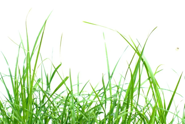 Yeşil çimenler beyazda izole edilmiş — Stok fotoğraf