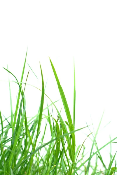 白に隔離された緑の草 — ストック写真