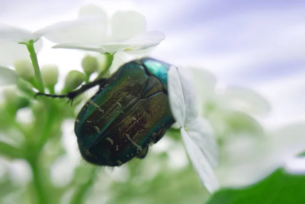 Майский жук на белом цветке — стоковое фото