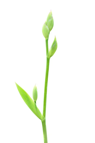 Iris planta isolada em branco — Fotografia de Stock