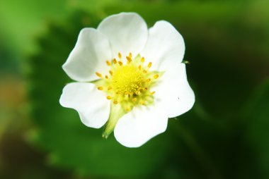 Close up strawberry blossom with leaves clipart